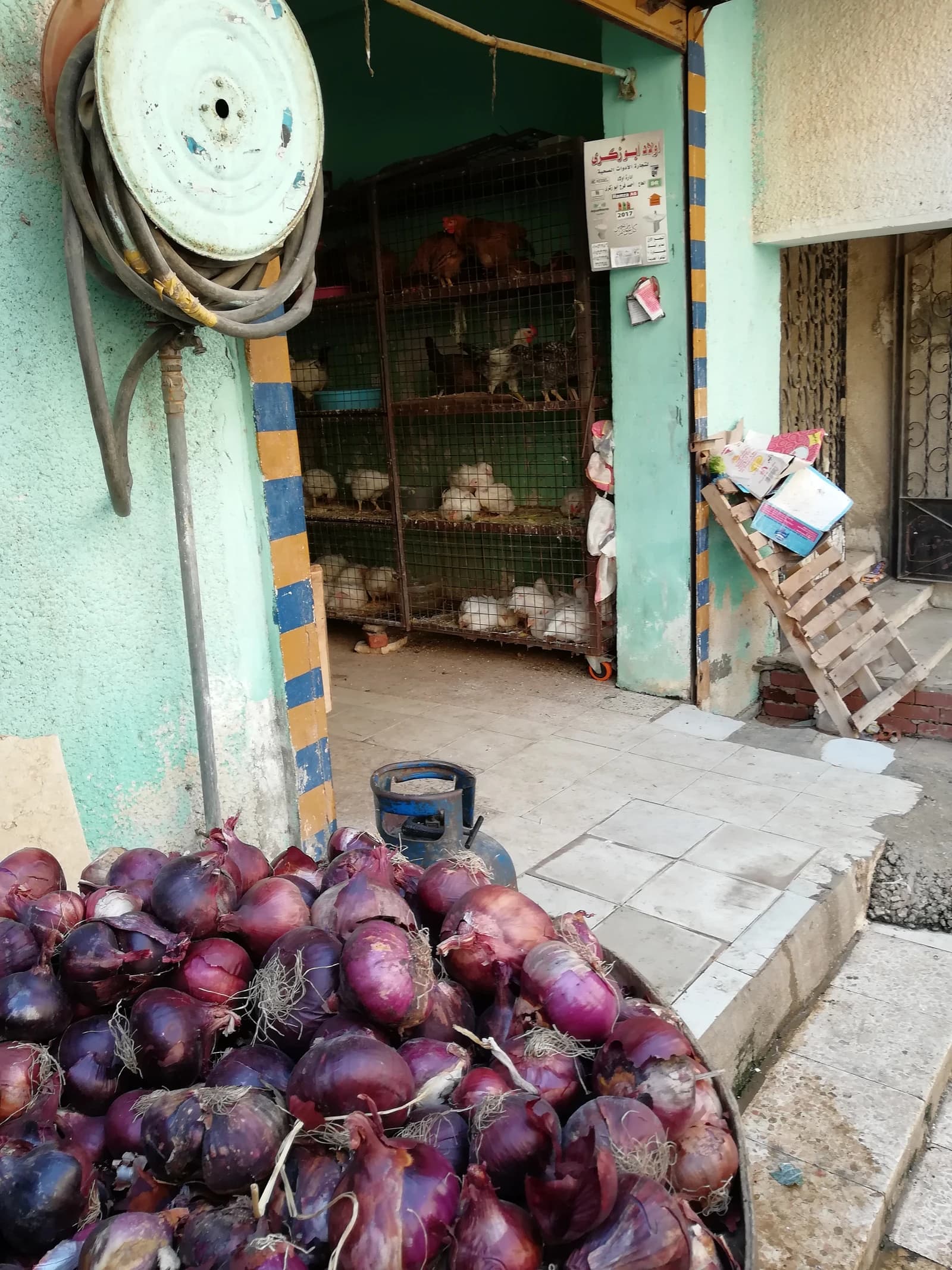 Live chickens in cages inside an Egyptian poultry shop with red onions outside.