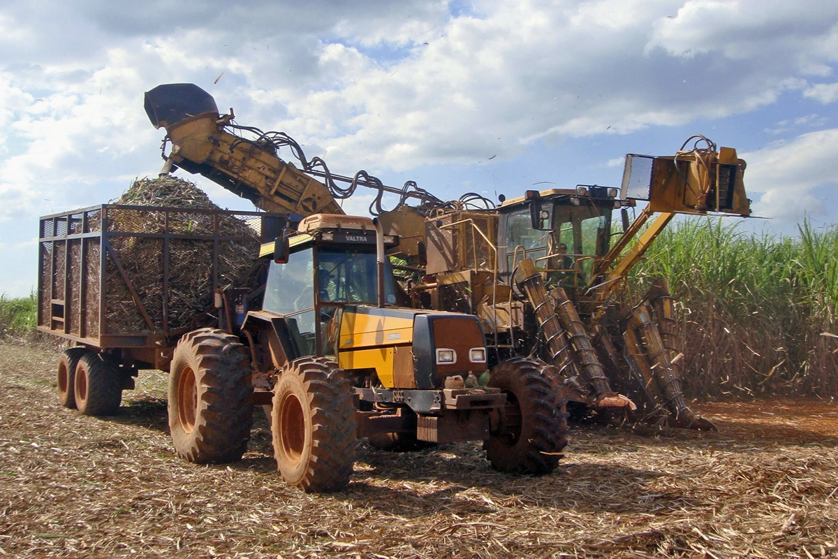 Sugarcane harvester loads cut sugarcane into a tractor-pulled wagon in a field.