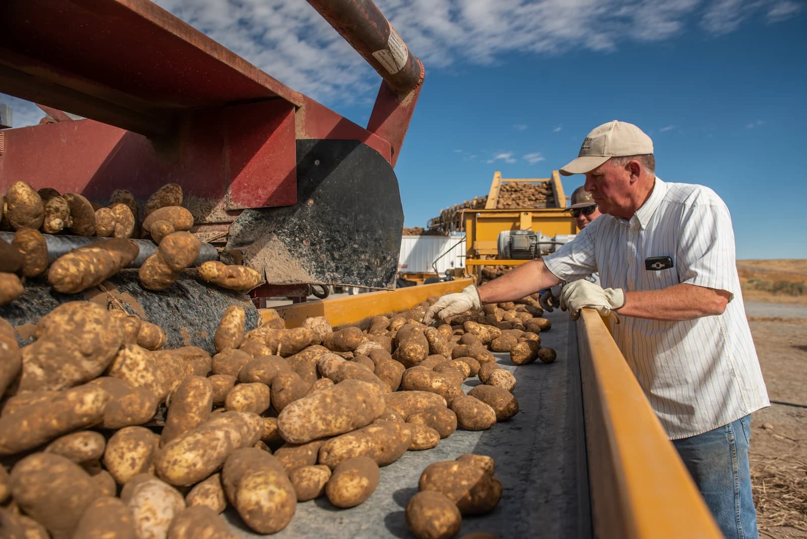 Farm worker sorting potatoes on a conveyor belt during harvest.