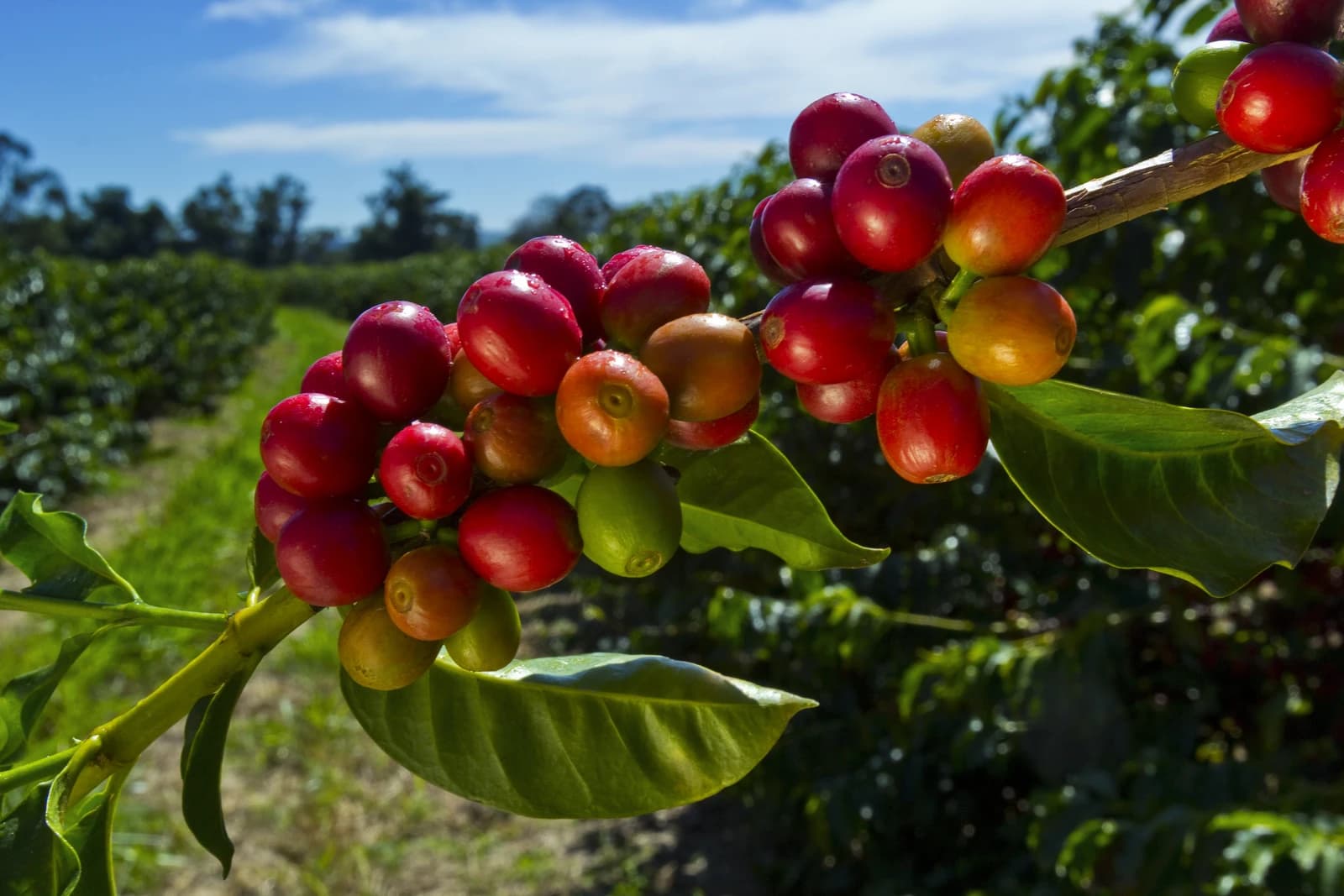 Coffee berries on a branch at a coffee plantation.