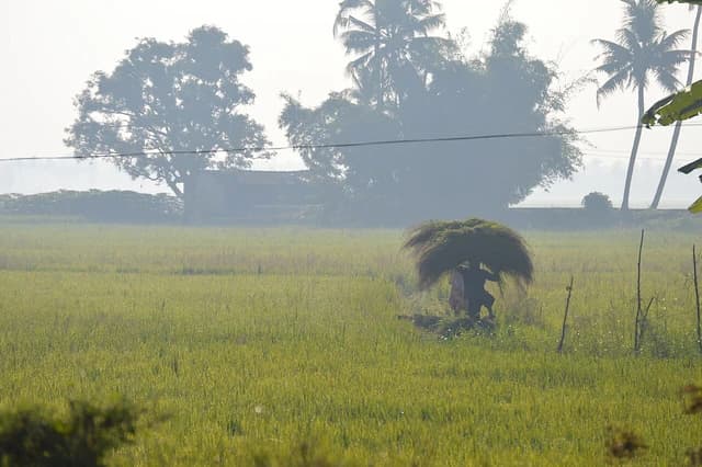 Farmer carrying bundle of rice stalks on their head in a paddy field.
