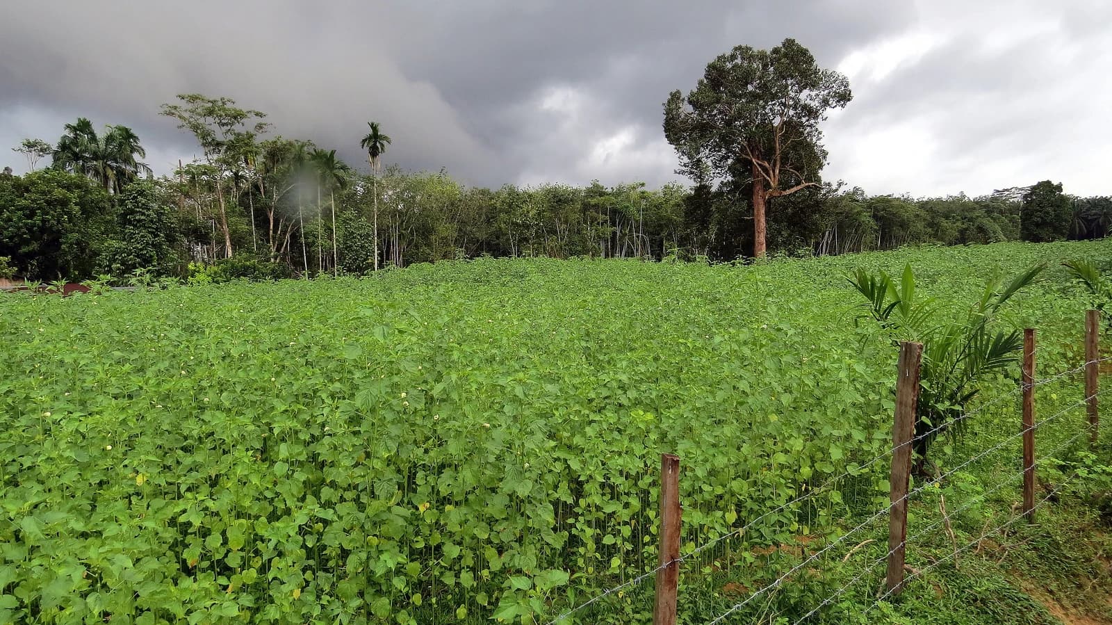 Field of green kenaf plants with trees in the background and a fence.