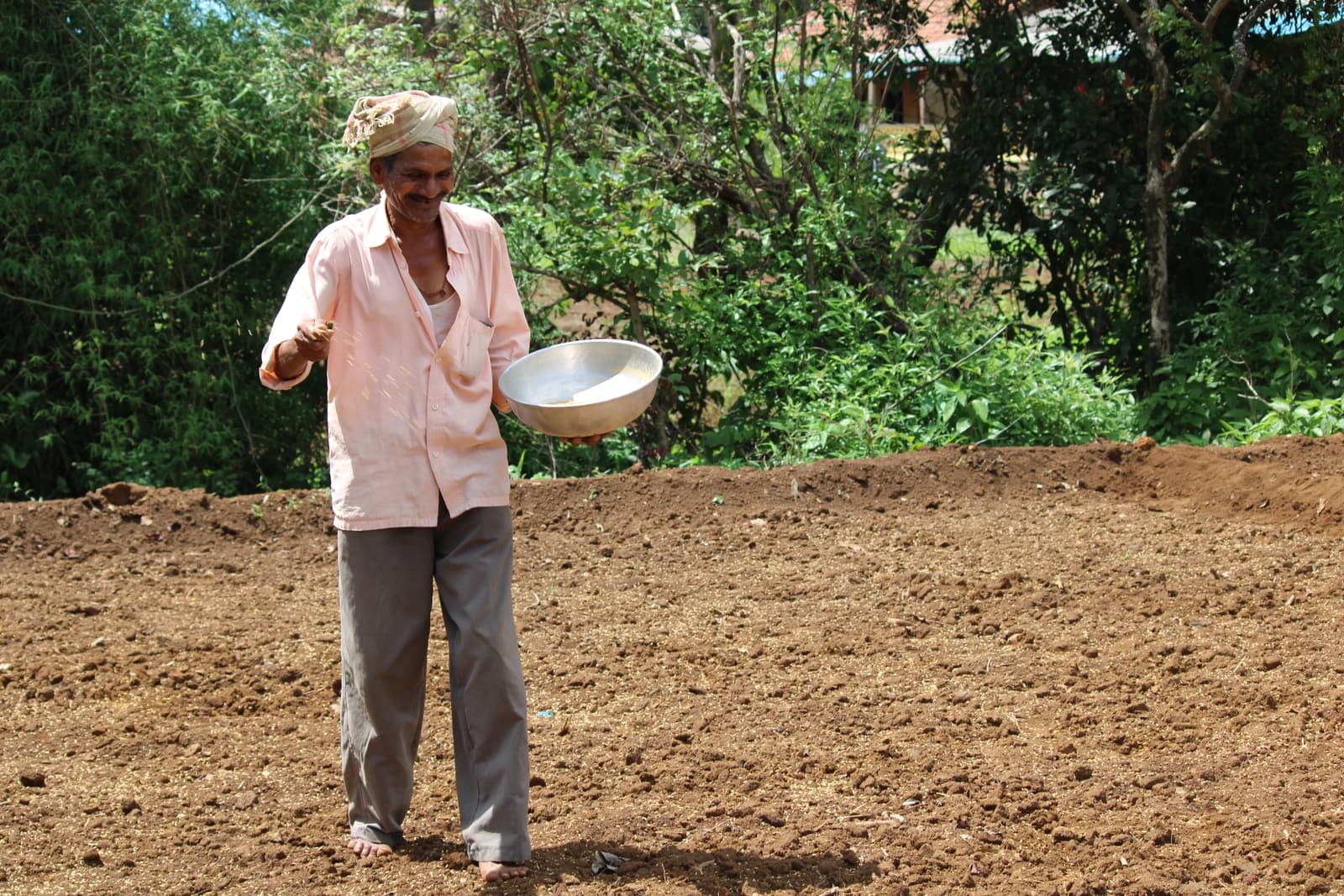 Farmer sowing rice seeds by hand in a field in Western Ghat, Maharashtra.