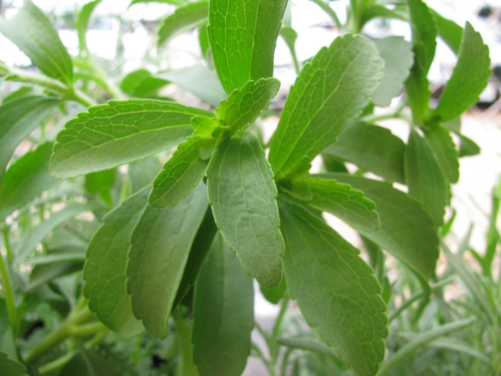 Leaves of a Stevia rebaudiana plant at Walmart Nursery in Kahului, Maui.