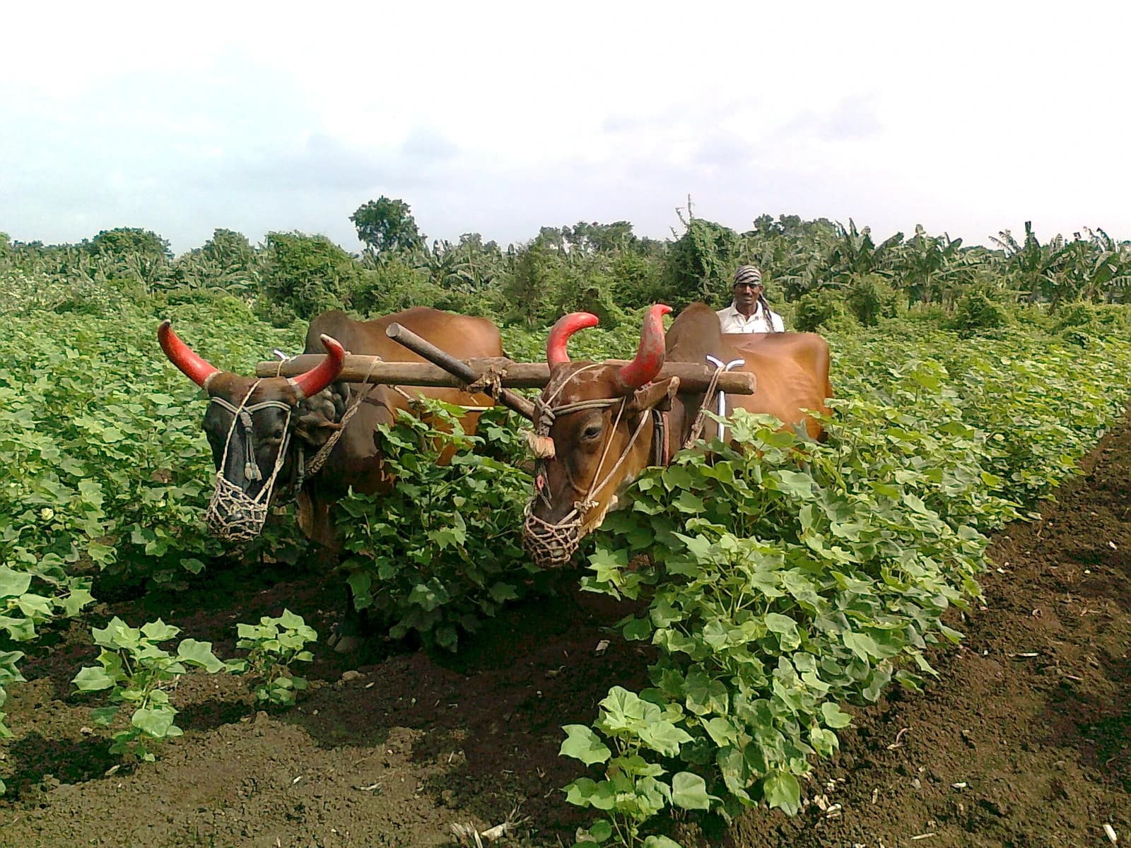 Farm worker guiding two oxen pulling a wooden plow through rows of young cotton plants.