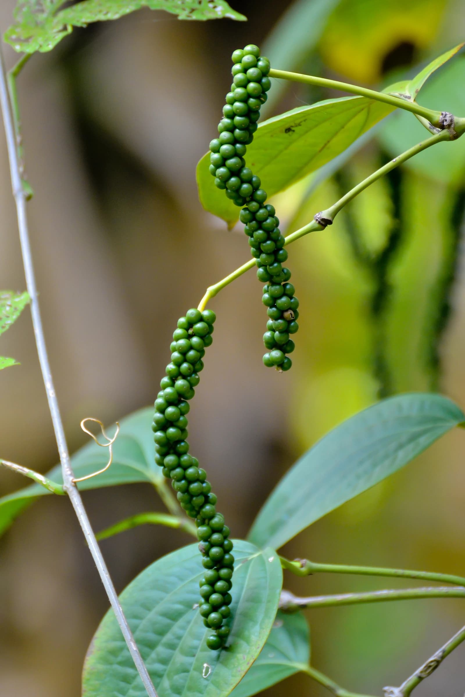 Green peppercorns growing on a vine, with green leaves in the background.