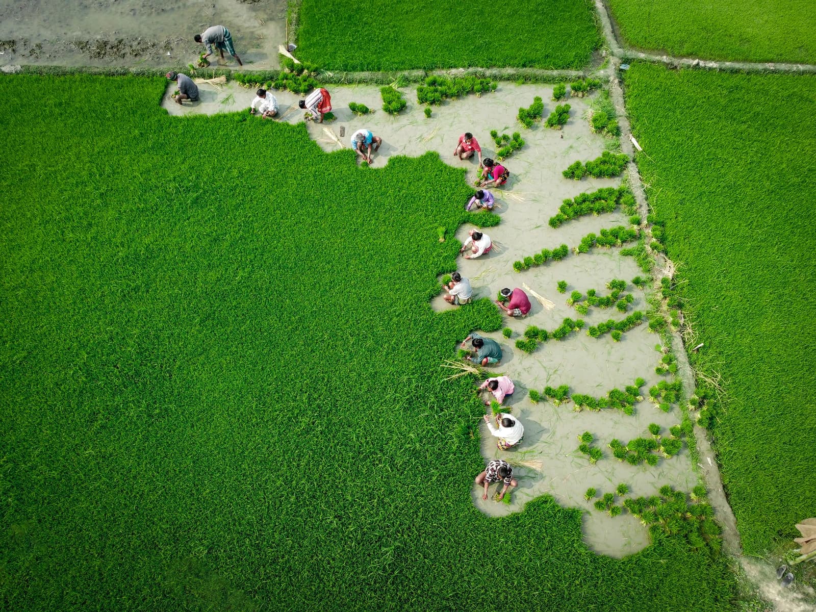 Farmers planting rice seedlings by hand in flooded agricultural fields.