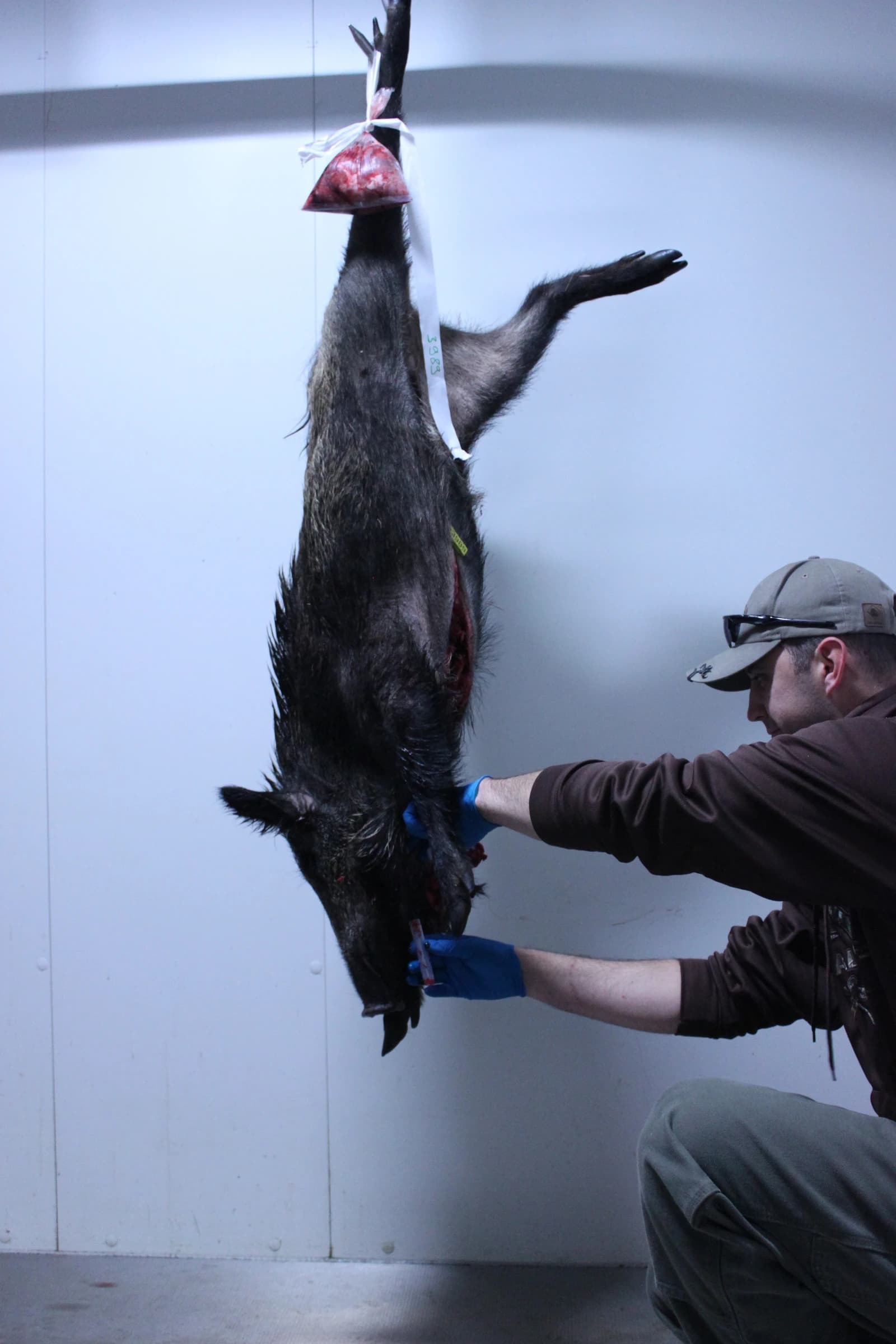 U.S. Air Force Master Sgt. Kristopher Worcester takes blood sample of a wild boar in Germany.