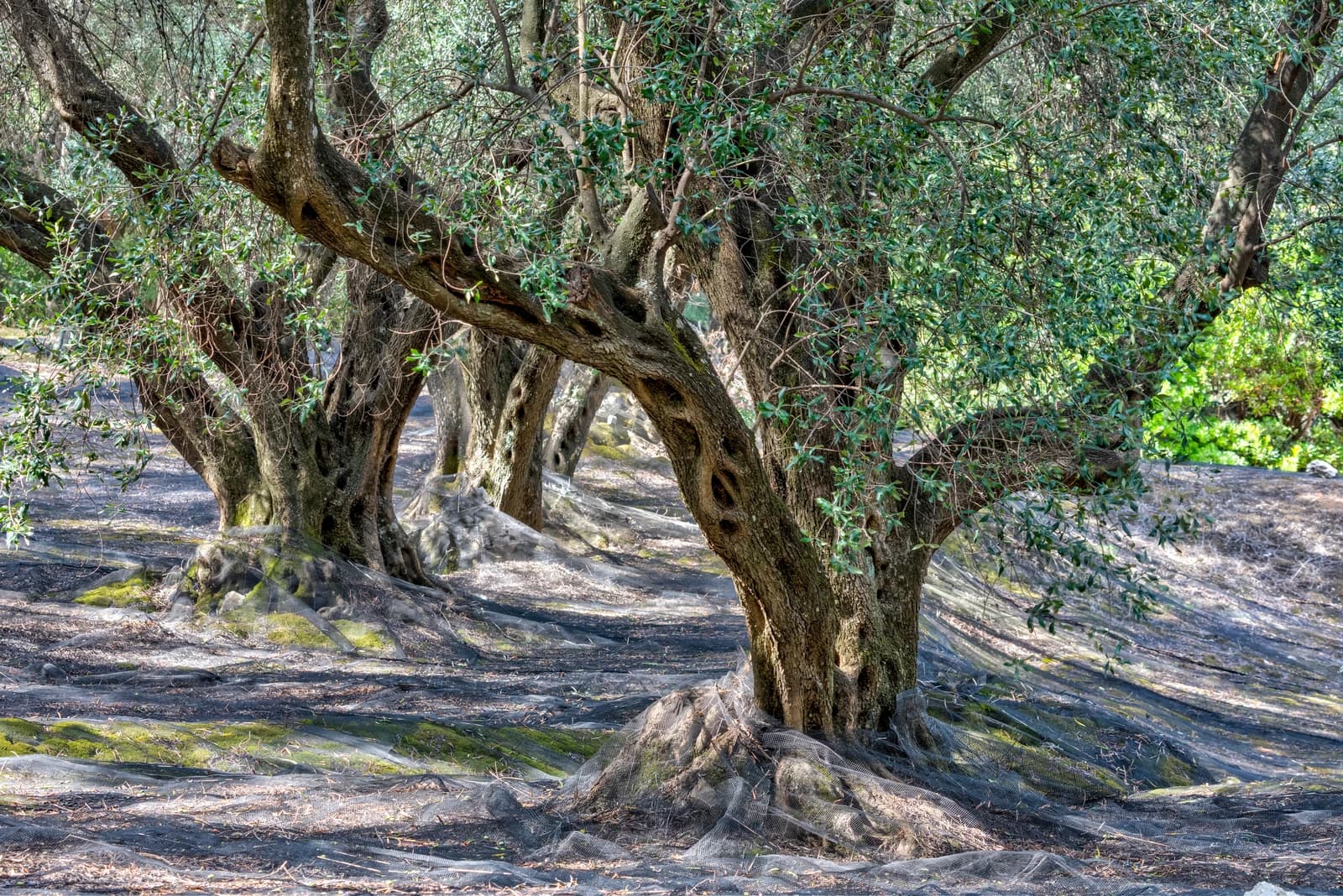 An olive grove with harvesting nets laid out on the ground between the trees.