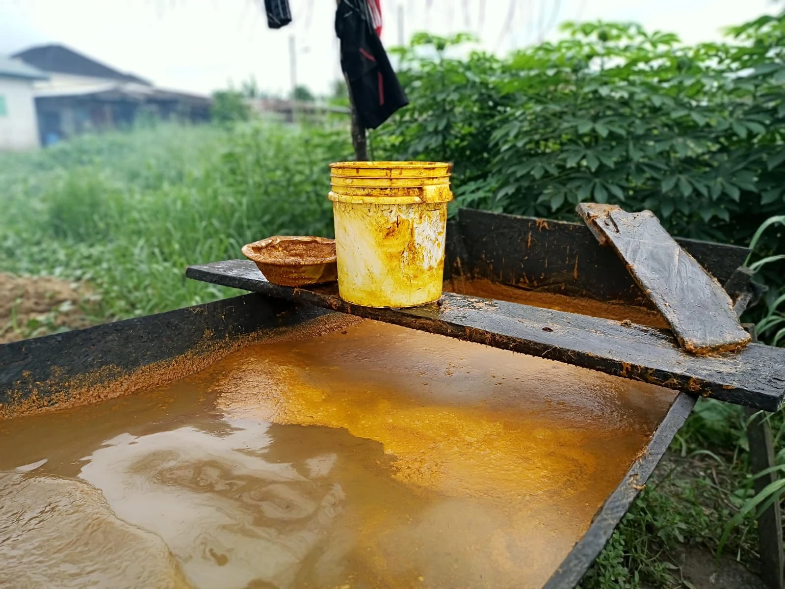 A yellow bucket and shallow pan filled with murky yellow liquid outside.