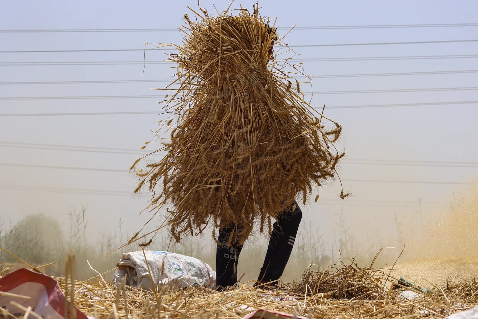 Farmer carrying a large bundle of harvested wheat in an Egyptian field.