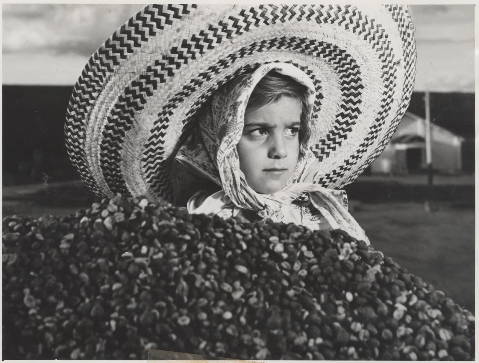 Young Brazilian farmer wearing a wide-brimmed hat sorting coffee beans.