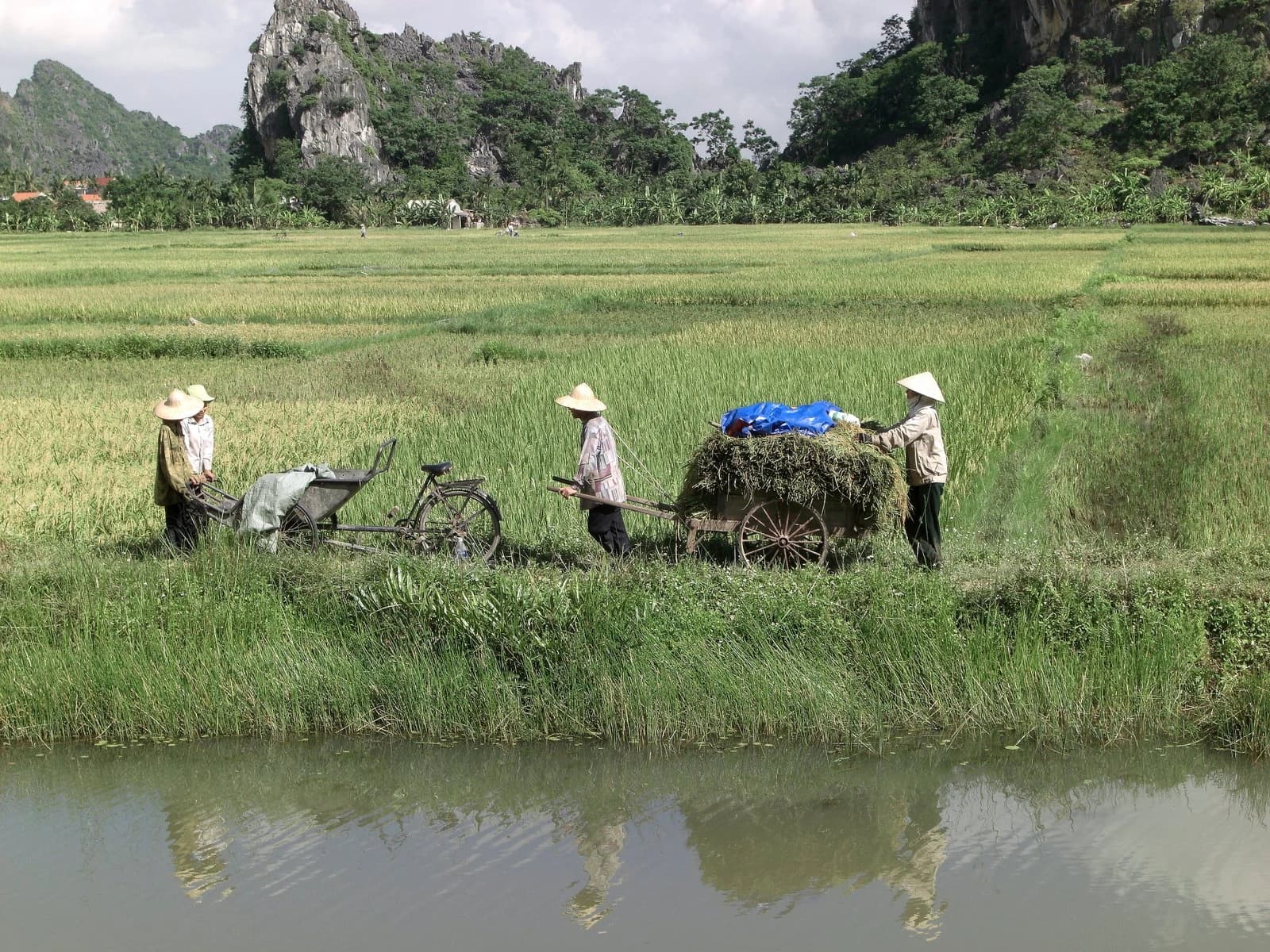Farmers with traditional hats working with tools in a green rice field.
