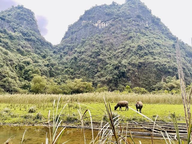 Two water buffalo grazing in a field next to a river in Ninh Binh, Vietnam.