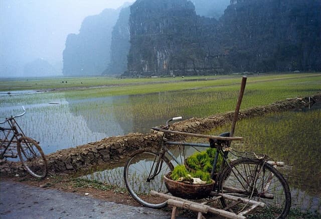 Bicycles beside flooded rice paddies with limestone karsts in Ninh Binh, Vietnam.