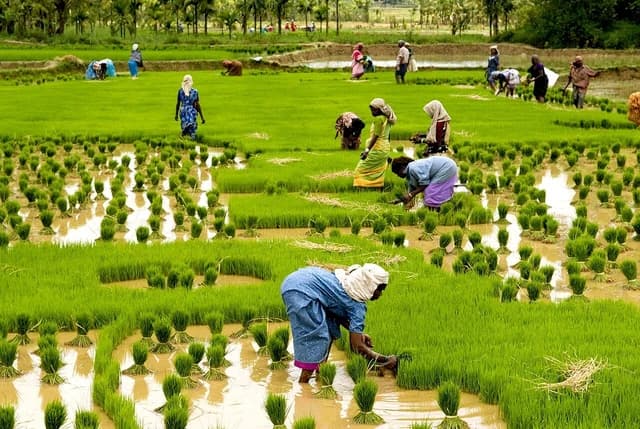 Farmers planting rice seedlings in flooded paddies in Kuttanad, India.