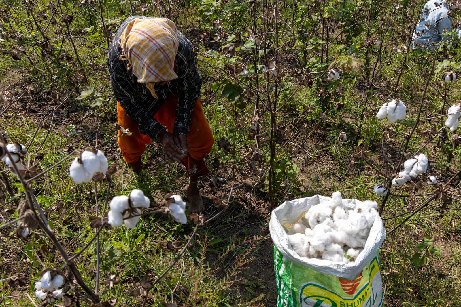 Woman picking cotton bolls from plants in a field, filling a white bag.