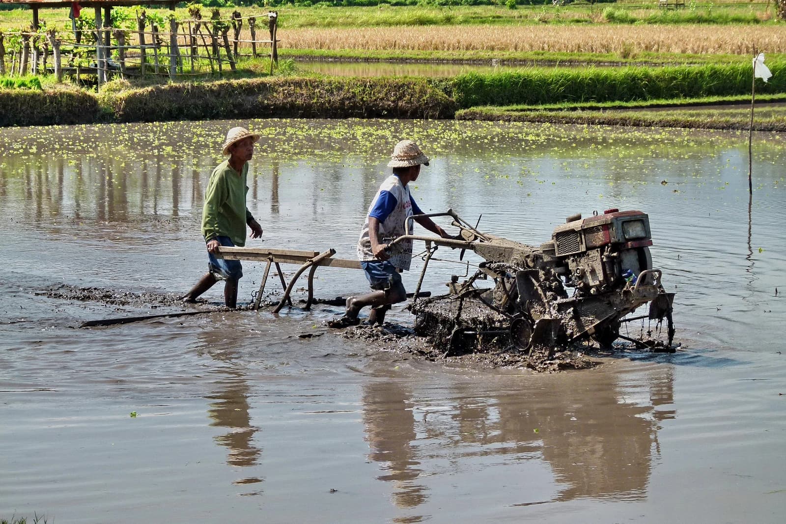 Two farmers using a rototiller to plow a flooded paddy field in Bali.