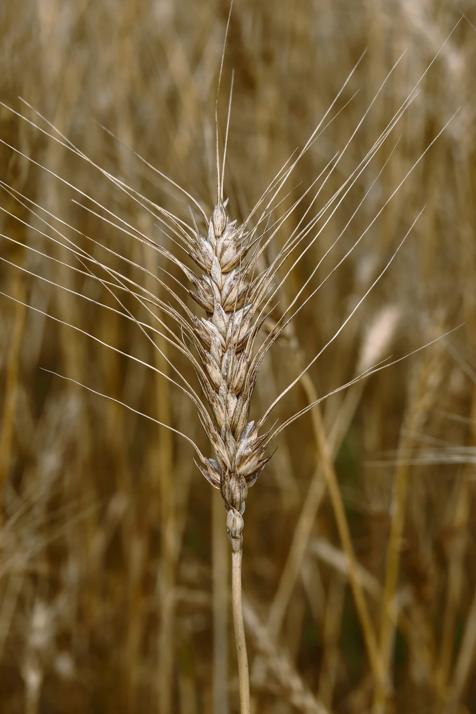 Close-up of a single ear of wheat in an agricultural field in Bangladesh.