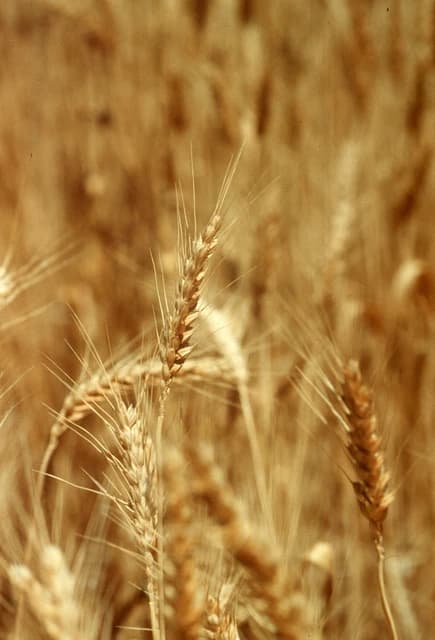 Close-up view of golden wheat stalks with mature grain heads in a field.