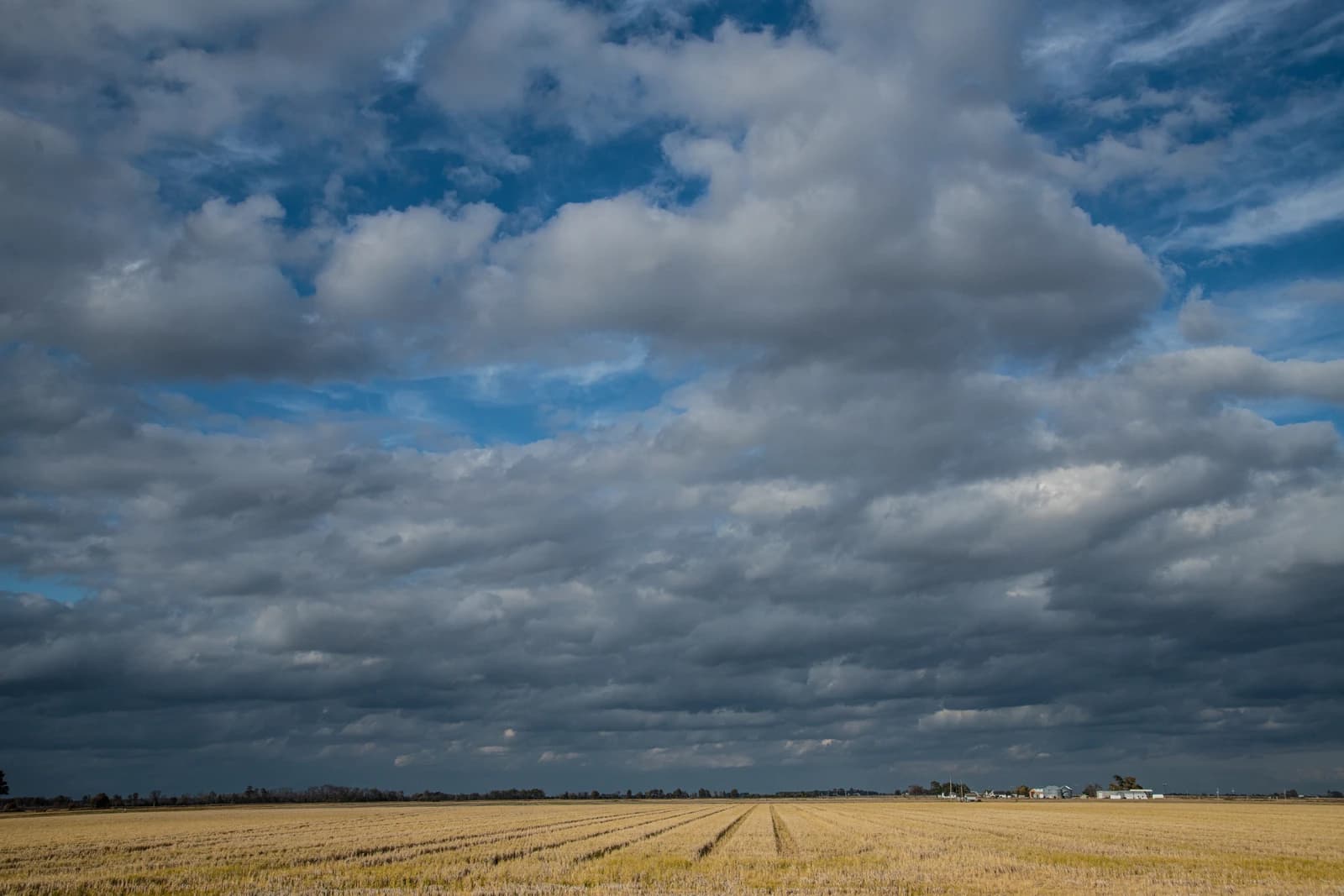 Expansive rice field under a cloudy sky with distant farm buildings in Arkansas.