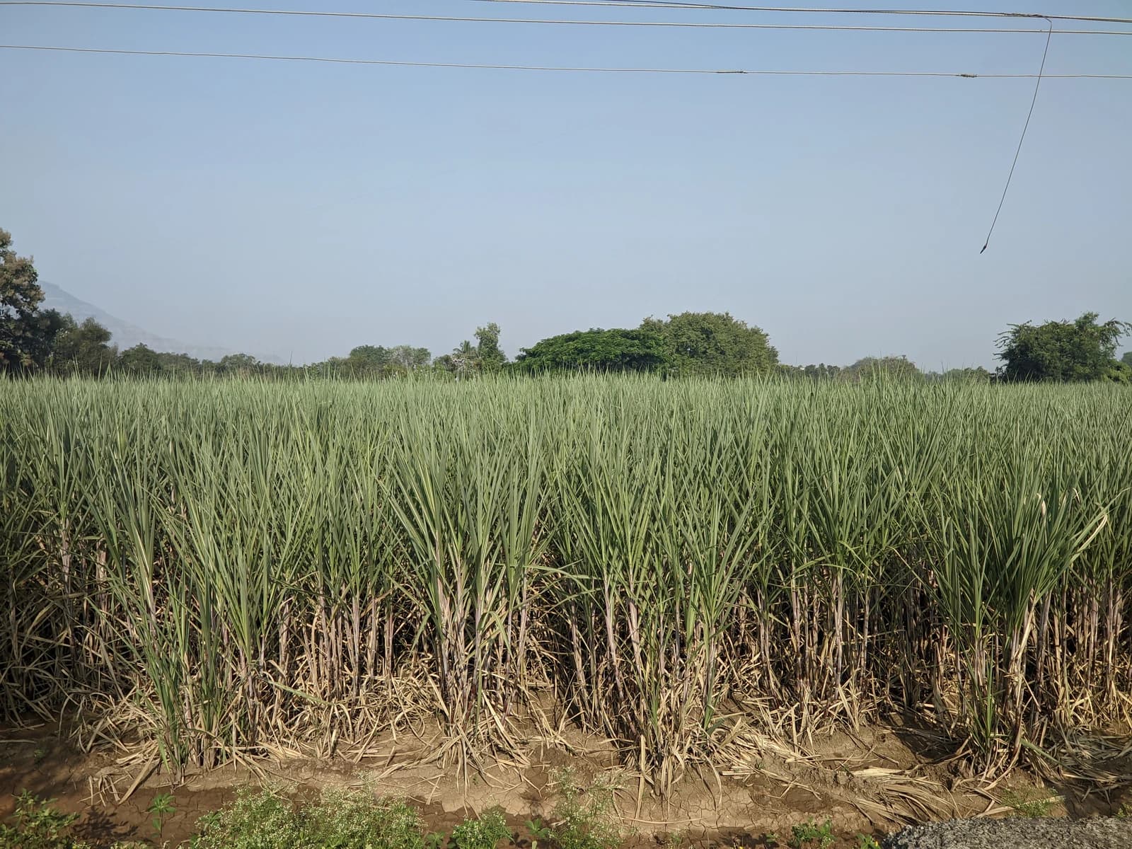 A vast field of green sugarcane stalks stretching towards the horizon under a clear sky.