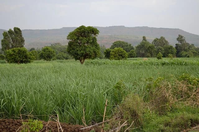 Lush green sugarcane fields stretch towards distant hills under a cloudy sky.