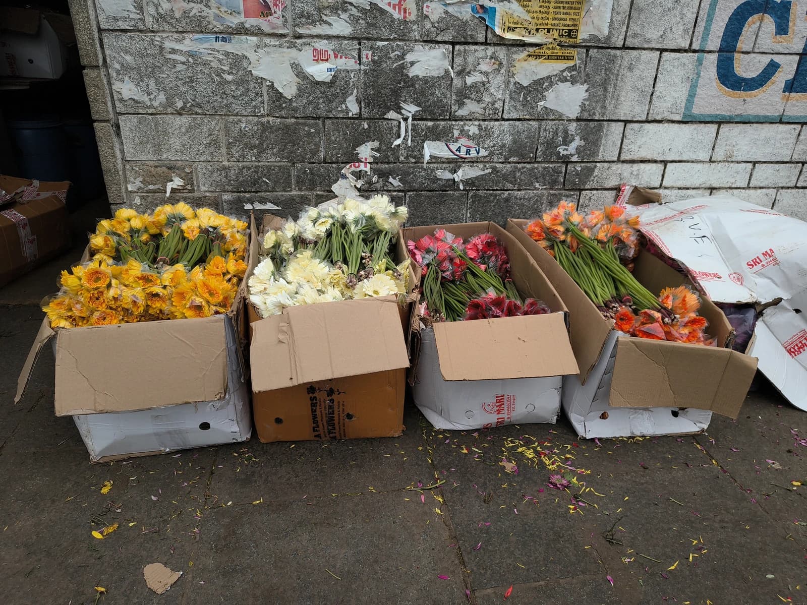 Different colored flowers in cardboard boxes on the ground at Koyambedu market.