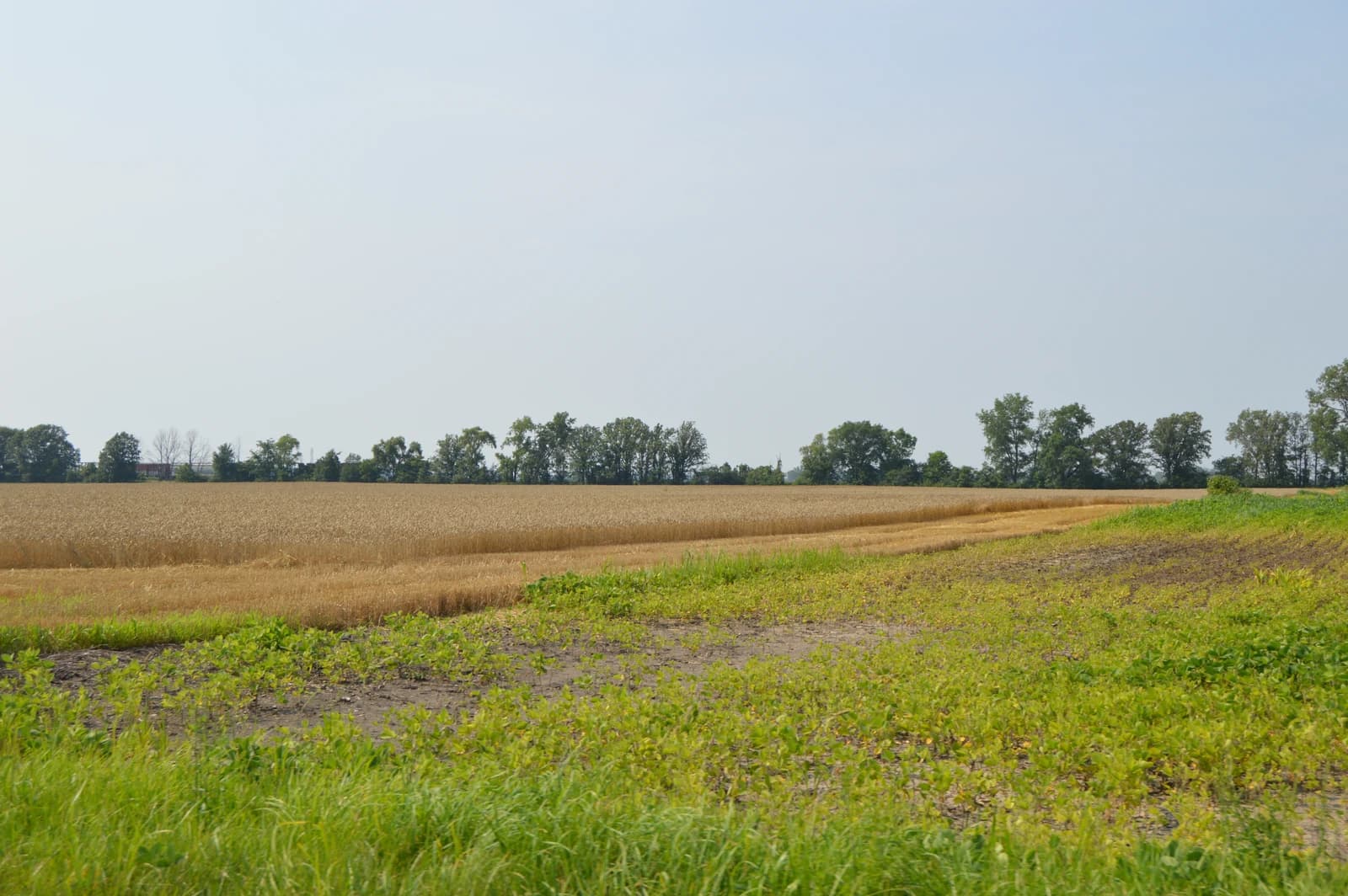 Partially harvested wheat field with green vegetation in the foreground and trees in the background.