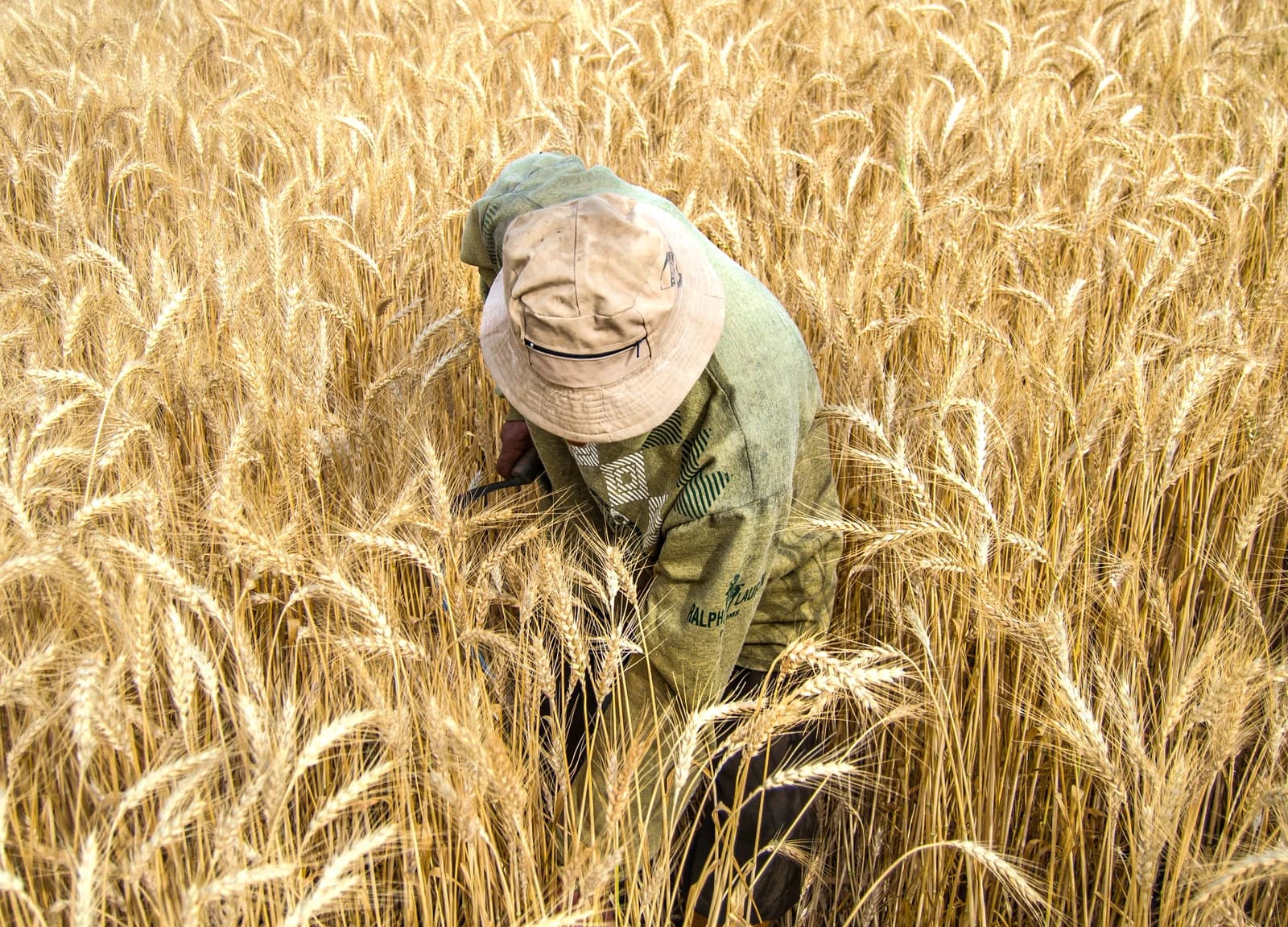 Farmer wearing a hat and green shirt harvesting wheat in a field.