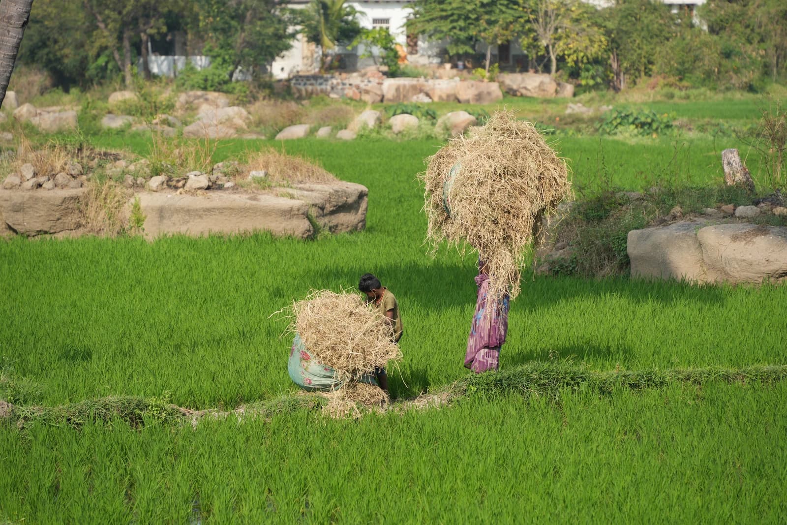 Two farmers, one carrying hay on their head, one gathering hay, in a green paddy field.