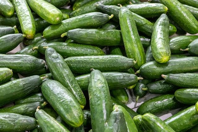 Close-up view of many green cucumbers piled together, some with small water droplets.