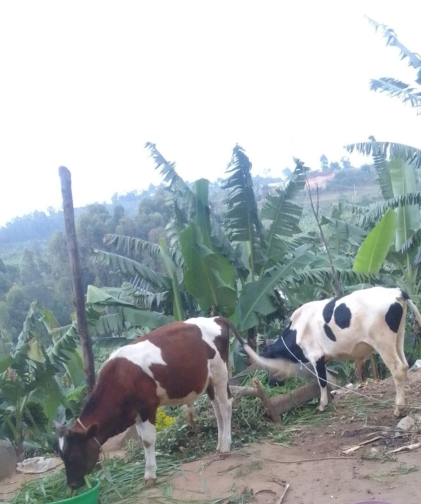 Two cows, one brown and white, one black and white, grazing in a rural landscape.