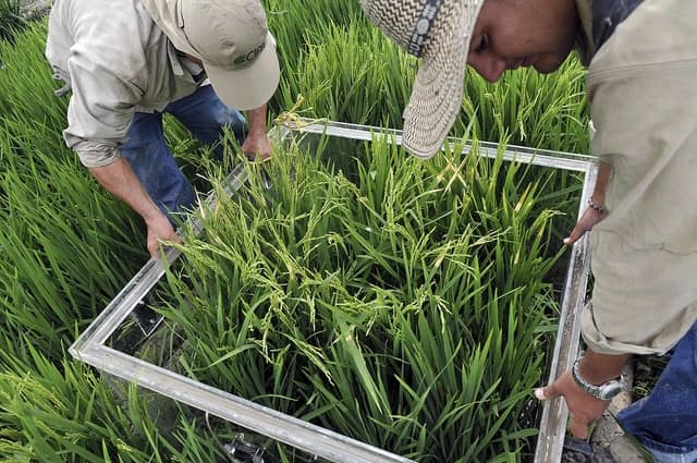 Agricultural researchers measuring rice plants with a frame in a paddy field.