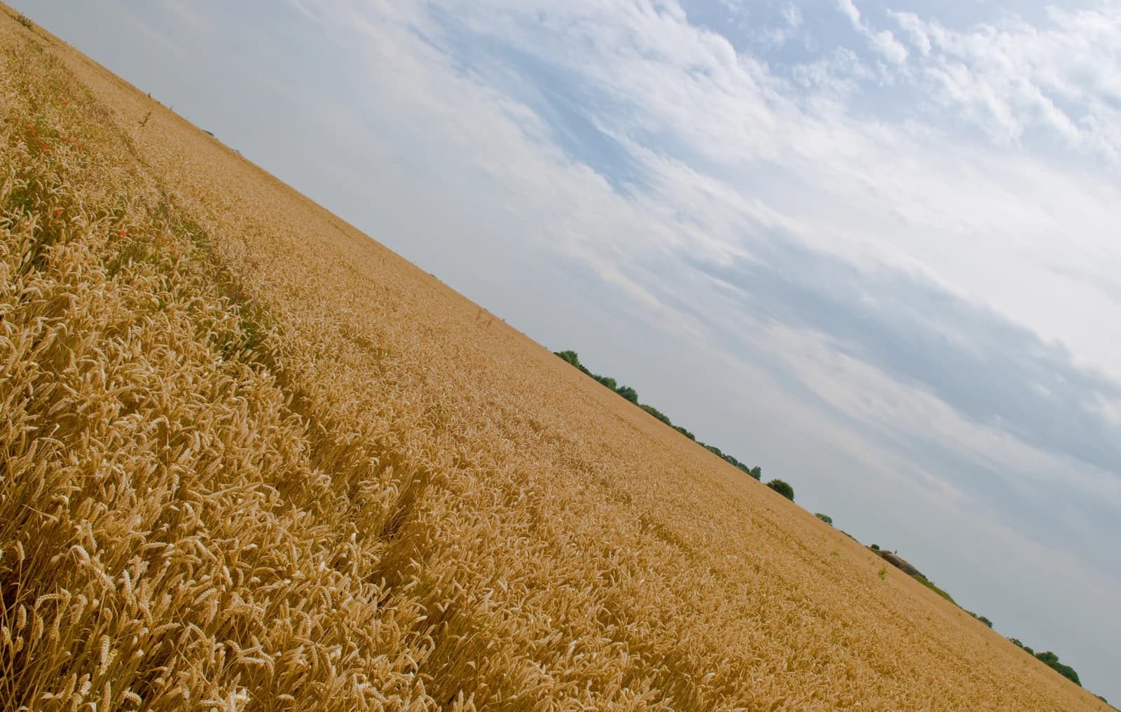 A vast field of mature golden wheat stalks under a light blue sky.