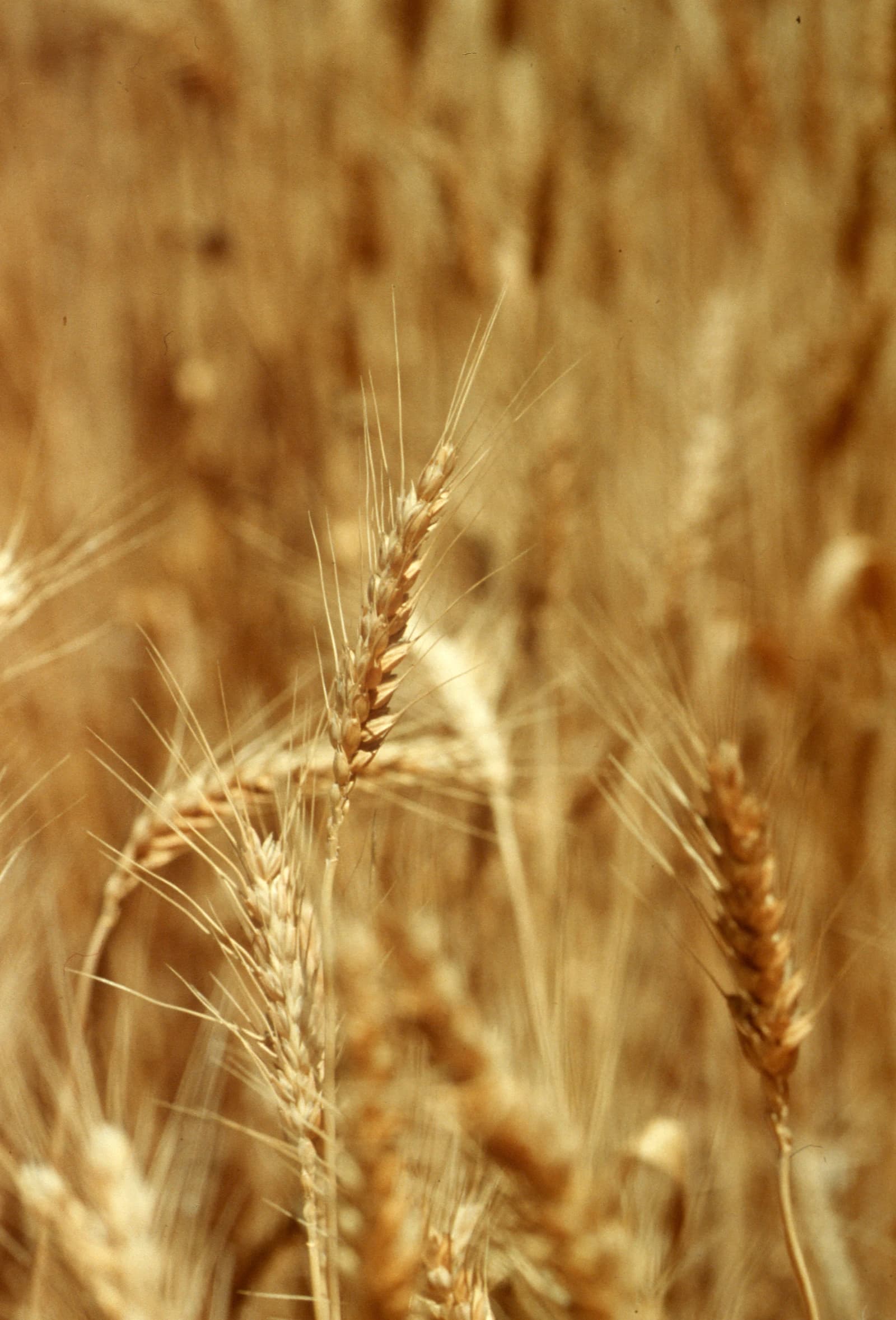 Close-up view of several golden wheat stalks with visible grains in a field.