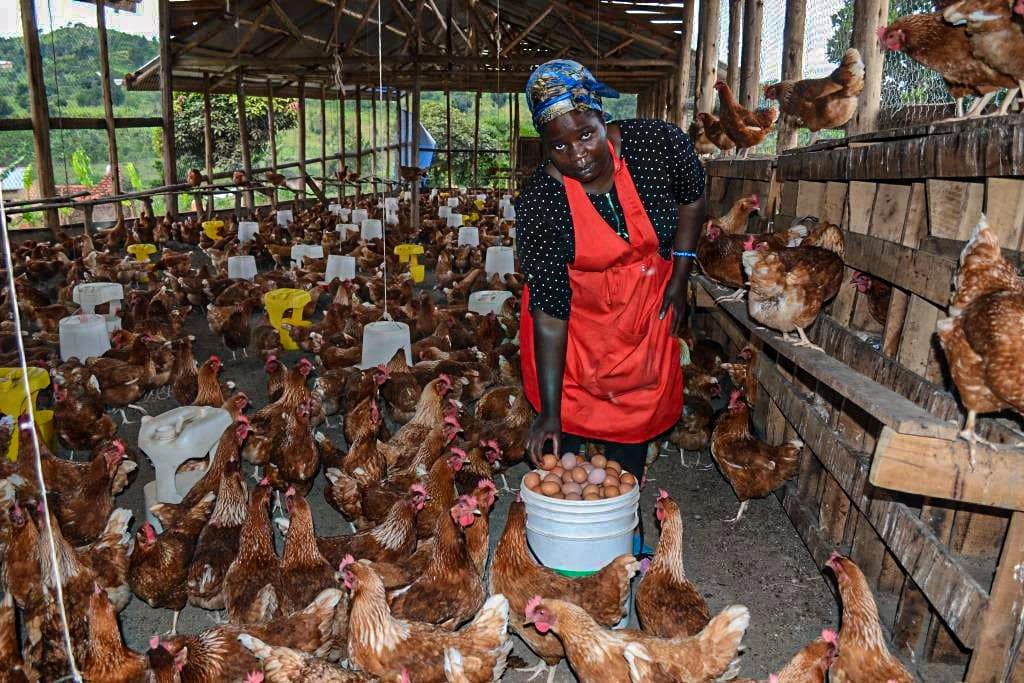 Allen Zziwa, a farmer, collects chicken eggs from her farm.