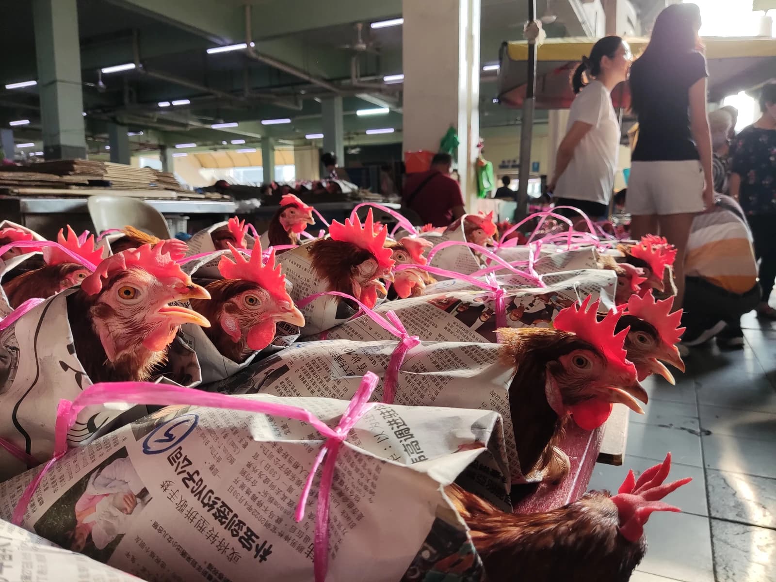 Live chickens with red combs wrapped in newspaper at an indoor market.
