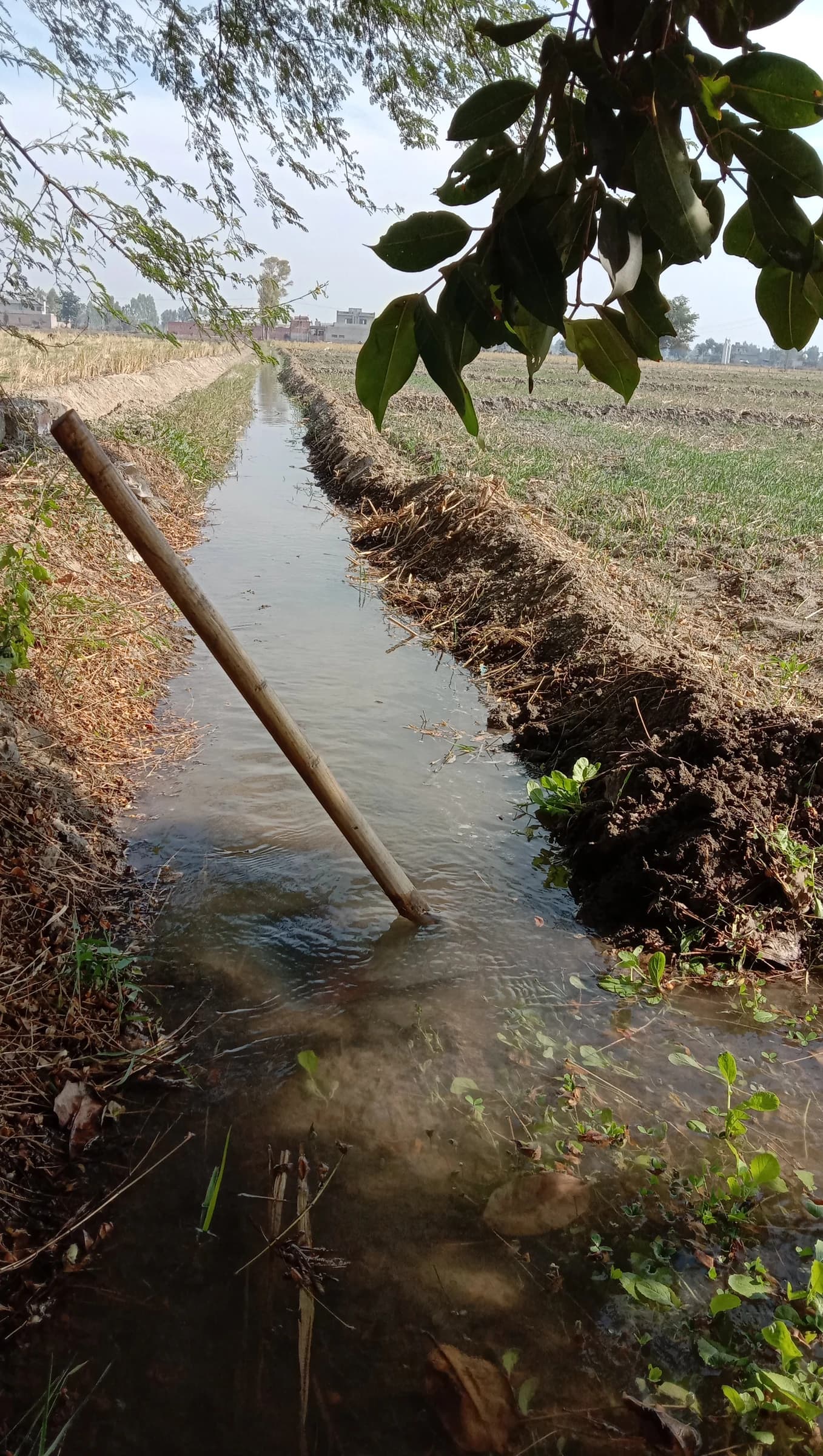 Water in an irrigation ditch next to fields of young crops in Punjab.