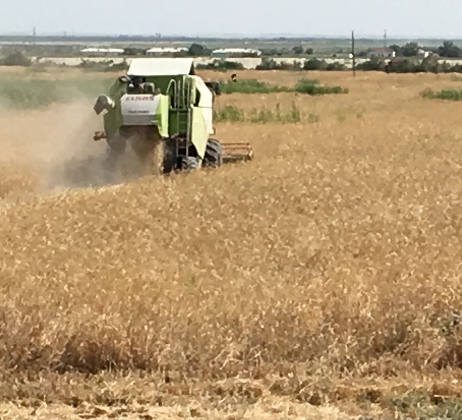 Combine harvester collecting wheat in a field, with dust visible.