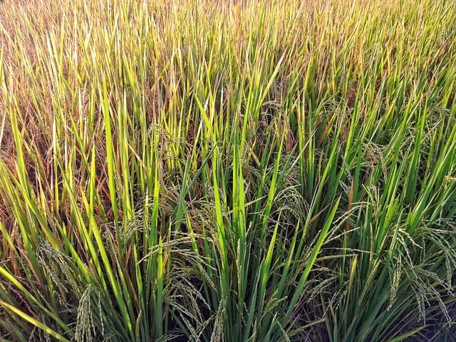 Ripening rice plants in a paddy field, with some stalks turning golden.