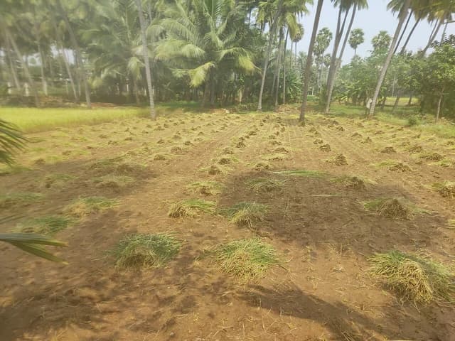 Bundles of harvested paddy rice straw lie on dry, tilled field.