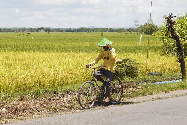 Indonesian farmer on a bicycle with harvested rice on a rural road next to rice paddies.