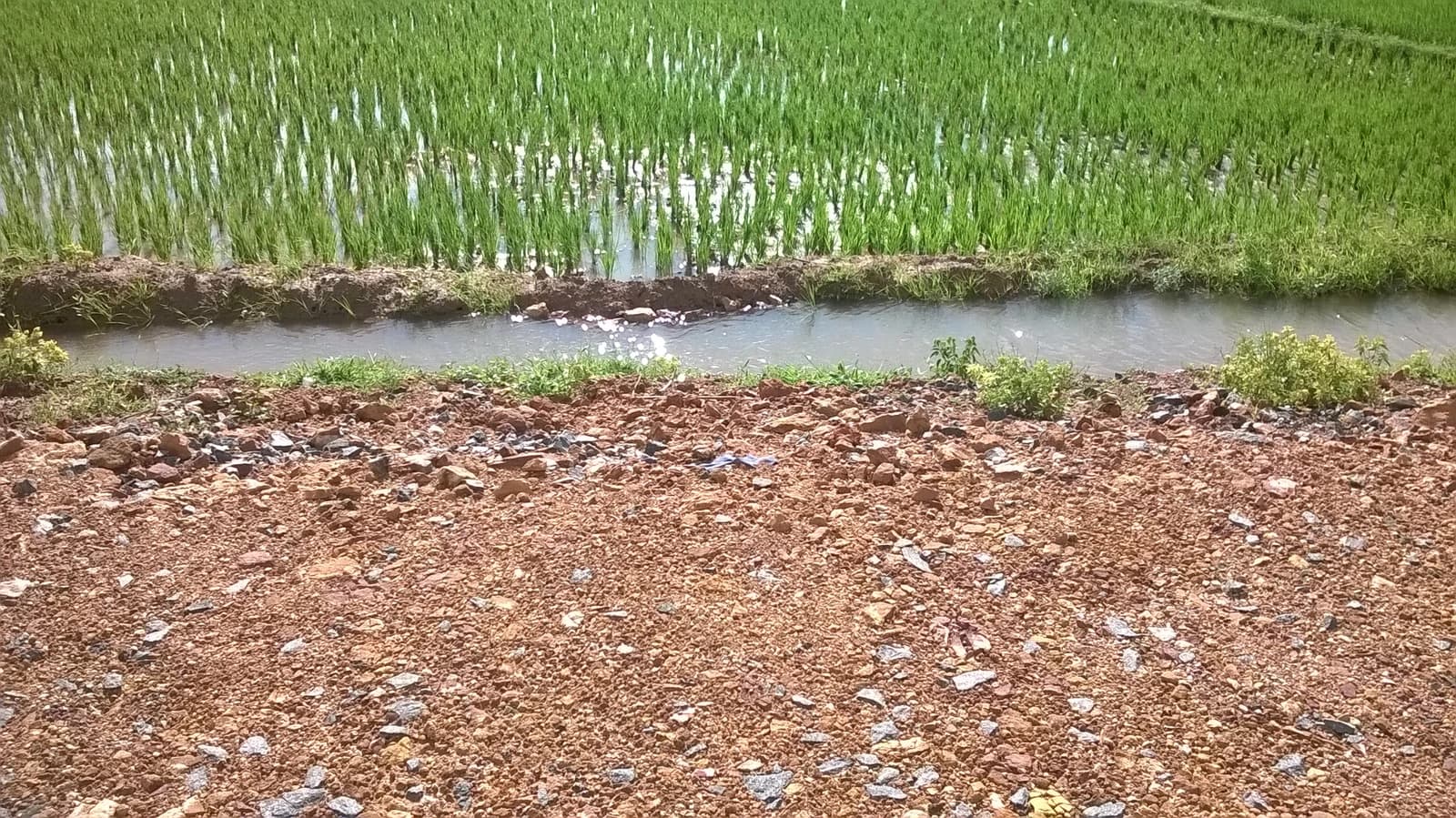 Rice paddies with young green rice plants growing in flooded fields next to an irrigation canal.