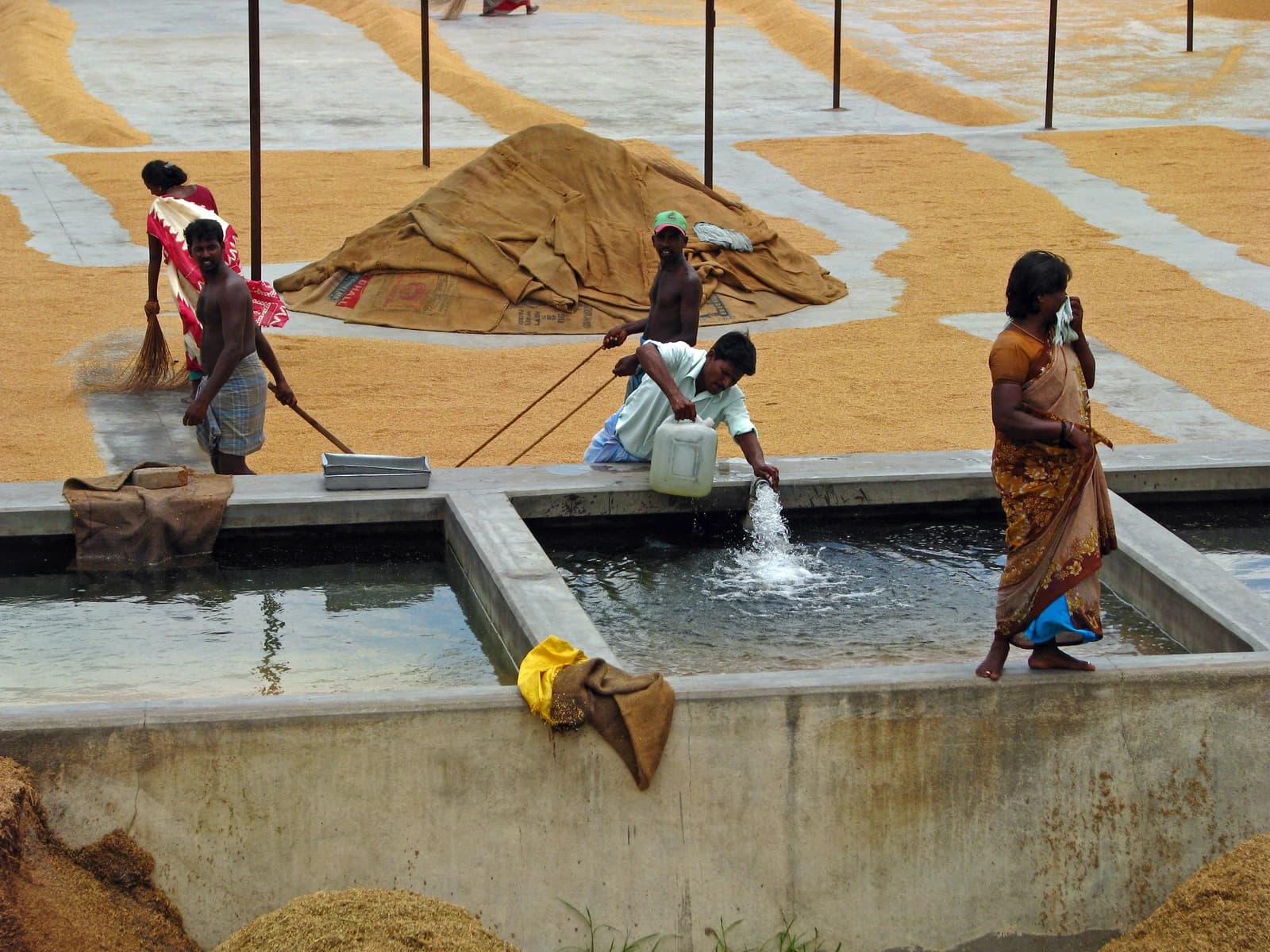 Several workers in India engage in tasks related to rice production, including drying and water management.