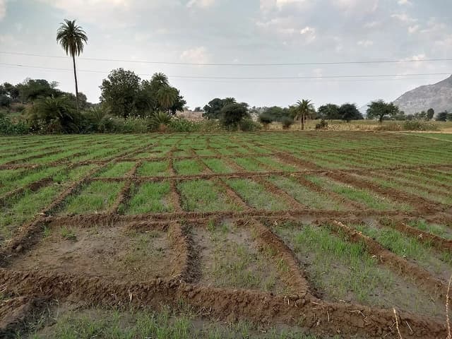 Young wheat plants growing in a field with visible irrigation furrows.