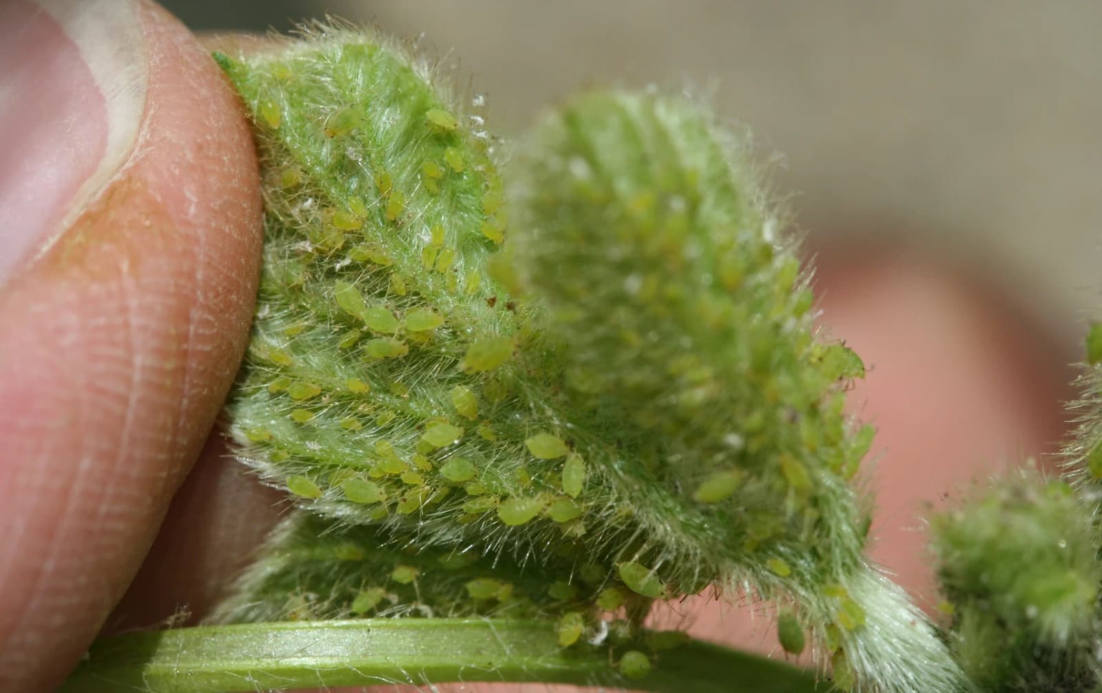 Close-up of a human finger next to a green plant covered in small green aphids.