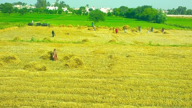 Farmers harvesting wheat in a field in Punjab, Pakistan, with village buildings in background.