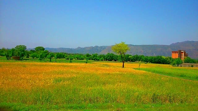 Wheat fields and mountains in Punjab, Pakistan under a clear sky.
