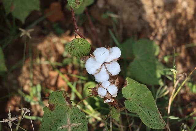 Close-up of cotton bolls on a cotton plant in a field.